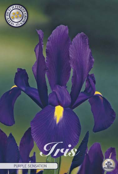 Holländsk iris-Iris hollandica 'Purple Sensation' 15-pack