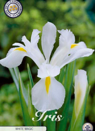 Hollandsk iris-Iris hollandica 'White Magic' 15-pak
