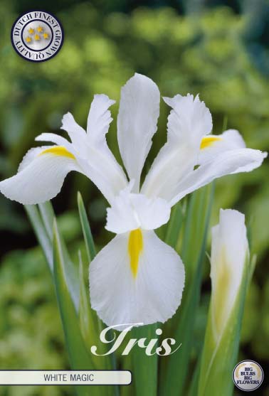 Hollantilainen iiris-Iris hollandica 'White Magic' 15 kpl