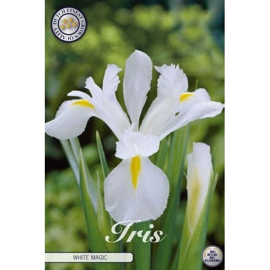Holländsk iris-Iris hollandica 'White Magic' 15-pack