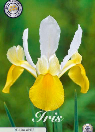 Hollandsk iris-Iris hollandica 'Symphony' 15-pak
