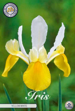 Hollantilainen iris-Iris hollandica 'Symphony' 15 kpl