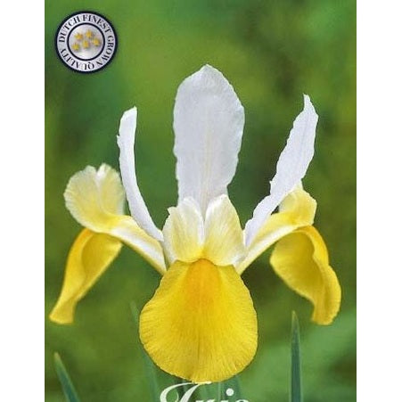 Holländsk iris-Iris hollandica &
