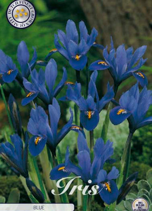 Våriris-Iris reticulata 'Blue' 15-pack