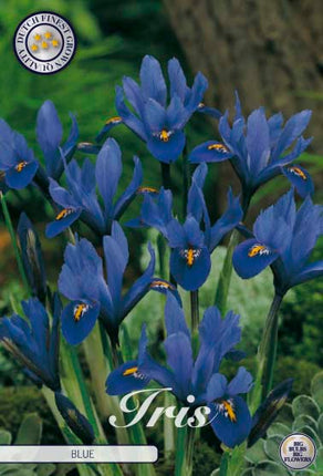 Spring Iris-Iris reticulata 'Blue' 15 kpl