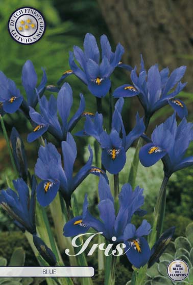 Spring Iris-Iris reticulata 'Blue' 15-pak