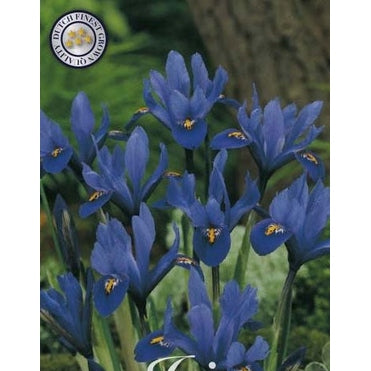 Våriris-Iris reticulata 'Blue' 15-pack