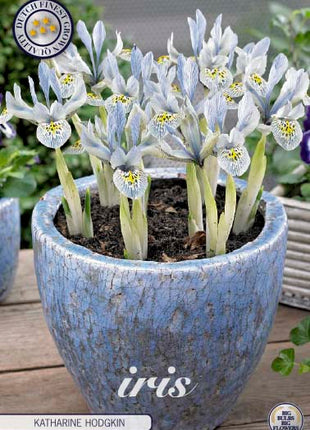 Våriris-Iris reticulata 'Katharina Hodgkin' 10-pack