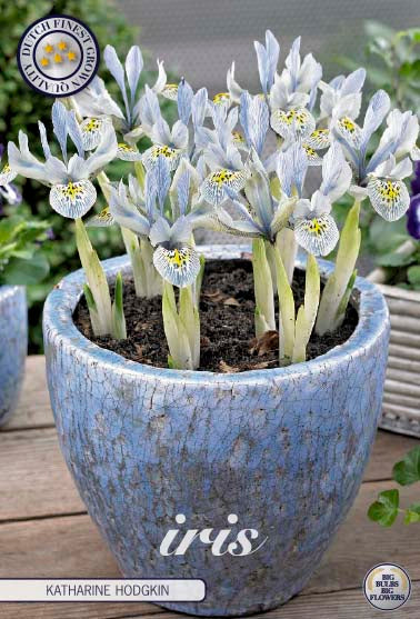 Spring Iris-Iris reticulata 'Katharina Hodgkin' 10-pak