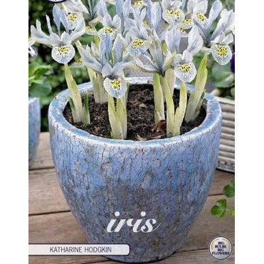 Våriris-Iris reticulata 'Katharina Hodgkin' 10-pack