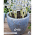 Våriris-Iris reticulata &