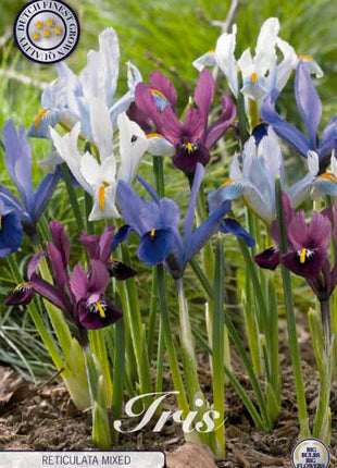 Spring Iris-Iris reticulata 'Reticulata Mixed' 15-pak