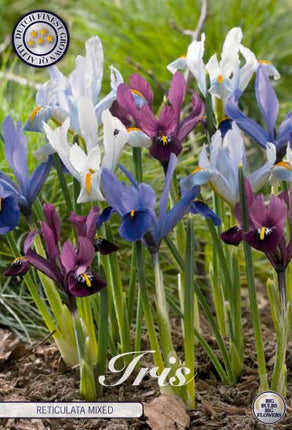 Våriris-Iris reticulata 'Reticulata Mixed' 15-pack