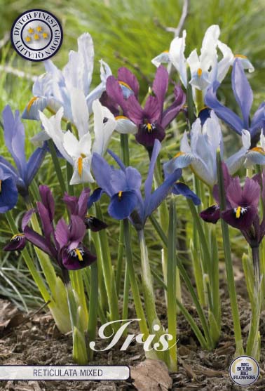 Spring Iris-Iris reticulata 'Reticulata Mixed' 15-pak