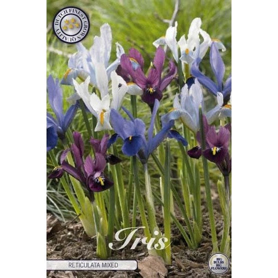 Våriris-Iris reticulata 'Reticulata Mixed' 15-pack