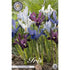 Våriris-Iris reticulata &