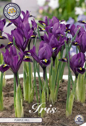 Våriris-Iris reticulata 'Purple Hill' 15-pack
