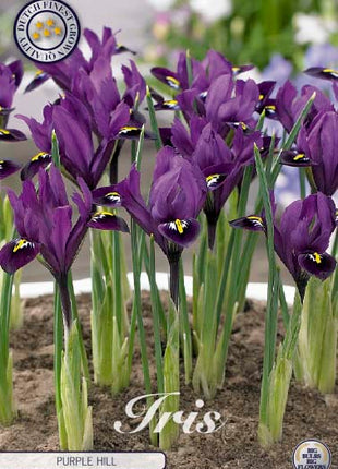 Spring Iris-Iris reticulata 'Purple Hill' 15-pak
