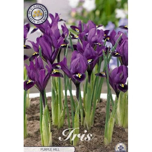 Våriris-Iris reticulata 'Purple Hill' 15-pack