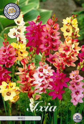 Ixia 'Mixed' 20-pack