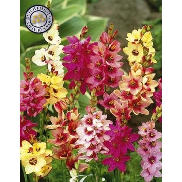 Ixia 'Mixed' 20-pack