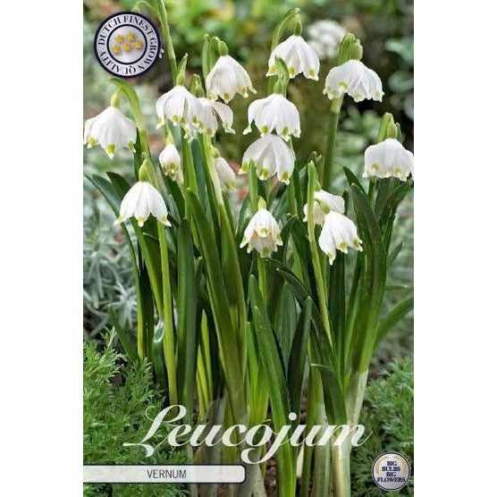 Snöklocka-Leucojum Vernum 5-pack