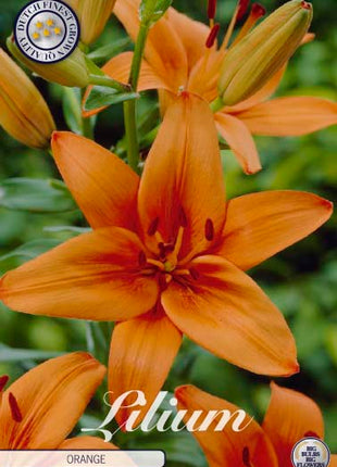 Asiatlilja-Lilium asiatic 'Orange' 2-pack