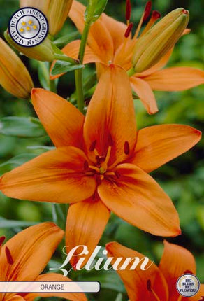 Lilium asiatisk 'Orange' 2-pak