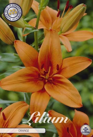 Lilium asiatic 'Orange' 2 kpl
