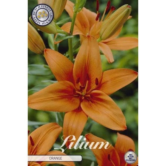 Asiatlilja-Lilium asiatic 'Orange' 2-pack