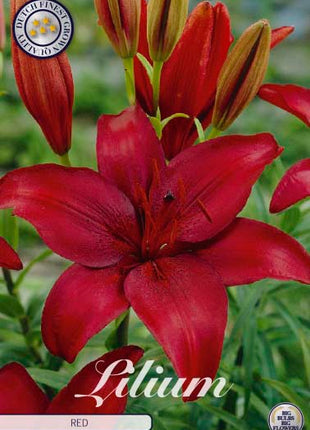 Asiatilja-Lilium asiatic 'Red' 2-pack