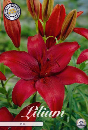 Lilium asiatic 'Red' 2 kpl