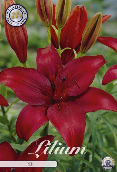 Lilium asiatic 'Red' 2 kpl