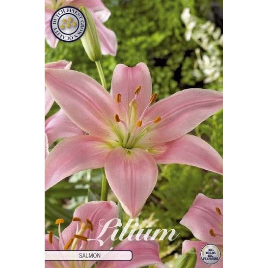 Asiatlilja-Lilium asiatic 'Salmon' 2-pack