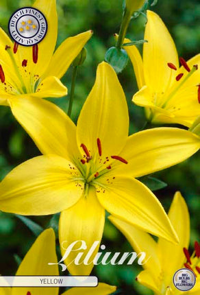Asiatlilja-Lilium asiatic 'Yellow' 2-pack