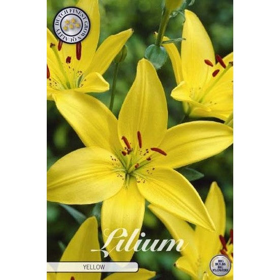 Asiatlilja-Lilium asiatic 'Yellow' 2-pack