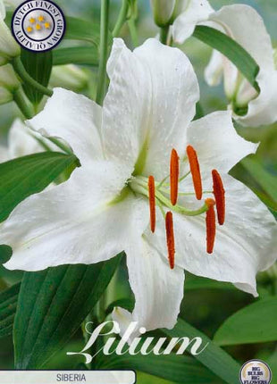 Orientalisk lilja-Lilium orientalis 'Siberia' 2-pack