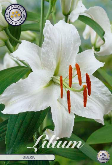Orientalisk lilja-Lilium orientalis 'Siberia' 2-pack