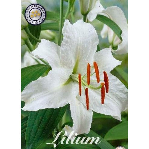 Orientalisk lilja-Lilium orientalis 'Siberia' 2-pack