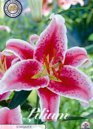 Oriental lily-Lilium orientalis 'Stargazer' 2 kpl