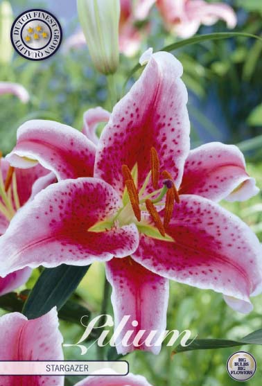 Orientalisk lilja-Lilium orientalis 'Stargazer' 2-pack