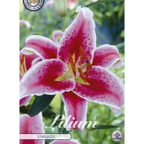 Orientalisk lilja-Lilium orientalis 'Stargazer' 2-pack