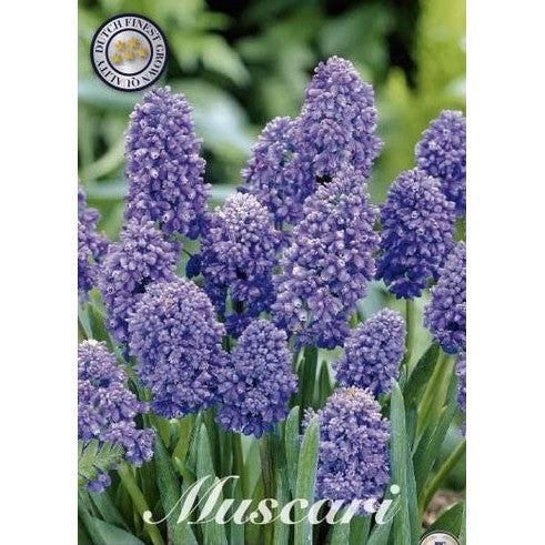 Armenisk pärlhyacint-Muscari armeniacum 'Artist' 15-pack