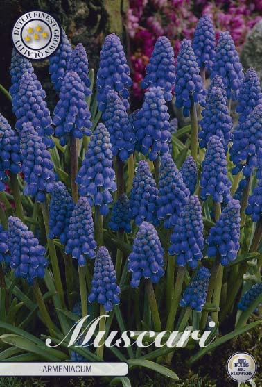 Armenian Pearl Hyacinth-Muscari Armeniacum 20-pak 