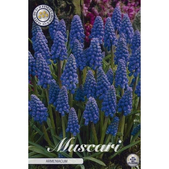 Armenisk pärlhyacint-Muscari Armeniacum 20-pack