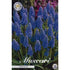 Armenisk pärlhyacint-Muscari Armeniacum 20-pack