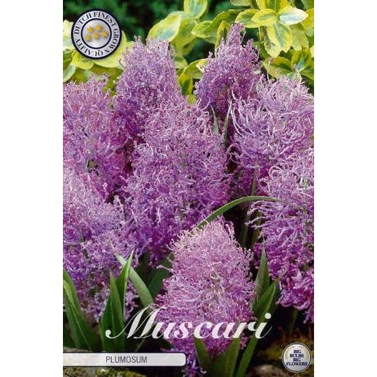 Fjäderhyacint-Muscari comosun 'Plumosum' 10-pack