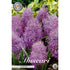 Fjäderhyacint-Muscari comosun &