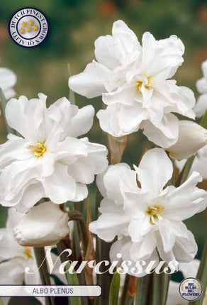 Narcissus Albo Plenus 5-pack