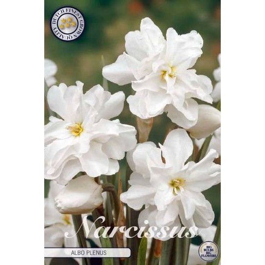 Narcissus Albo Plenus 5-pack